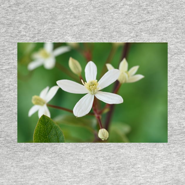 Clematis terniflora var. mandshurica	Manchurian clematis by chrisburrows